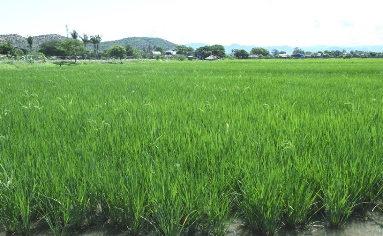 ကျောက်ဆည်မြို့၌ ရေရရှိရေးနည်းလမ်းဖြင့် ကျေးရွာအုပ်စု (၁၀) အုပ်စု တွင် နွေသီးနှံစုံ(၅၈၀၇)ဧက စိုက်ပျိုး
