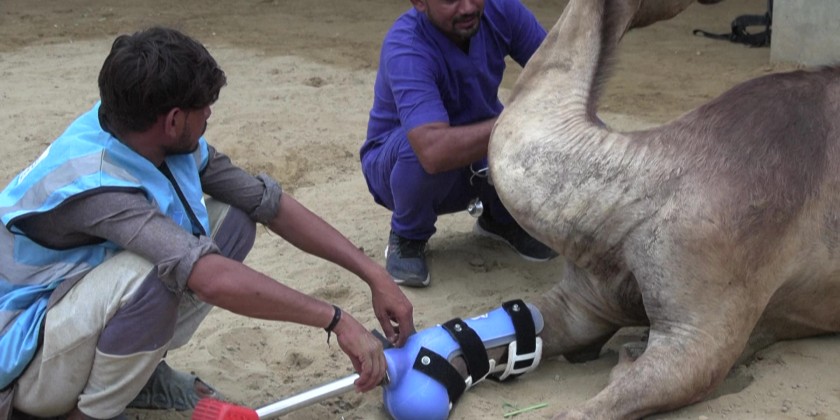 Pakistani camel relearns to walk with prosthetic leg
