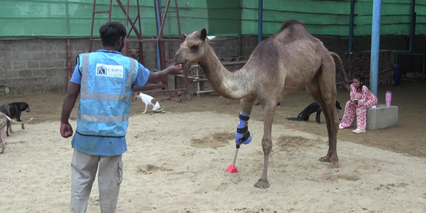 Pakistani camel relearns to walk with prosthetic leg
