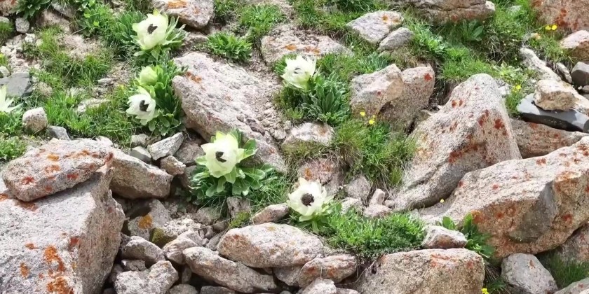 Snow lotus protection in Xinjiang