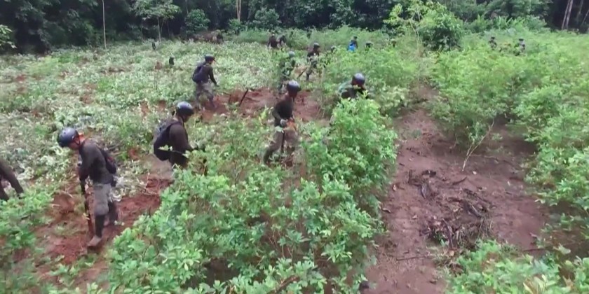 Peru eradicates more than 17,000 hectares of coca crops