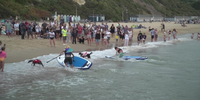 'Absolutely bonkers': Canines race at UK dog surfing championships