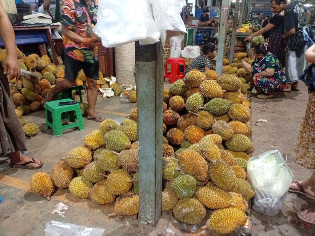 ယခုနှစ် ဒူးရင်းသီးများအသီးလှိုင်ပြီး အရောင်းအဝယ်ကောင်းမွန်နေ