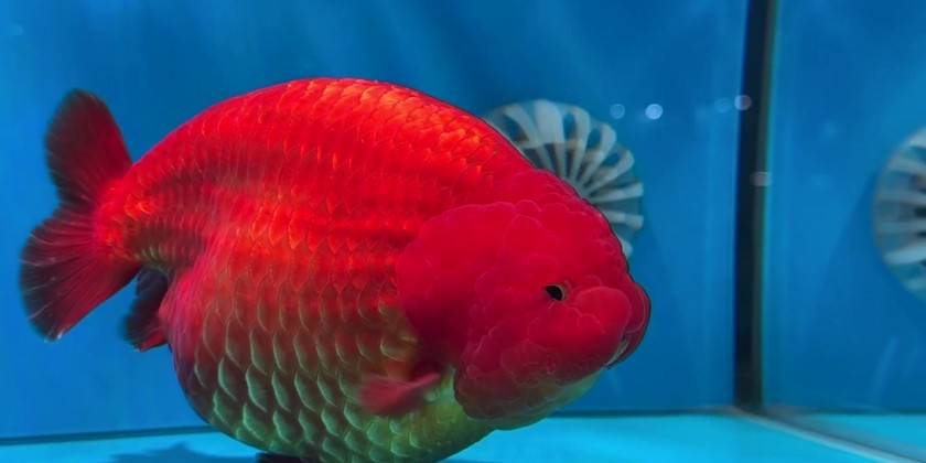 Fuzhou holds goldfish competition