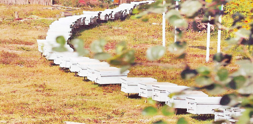 Myanmar exports over 400 tonnes of honey in April-May