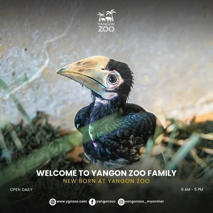 Rare hornbill chick hatched at Yangon Zoo