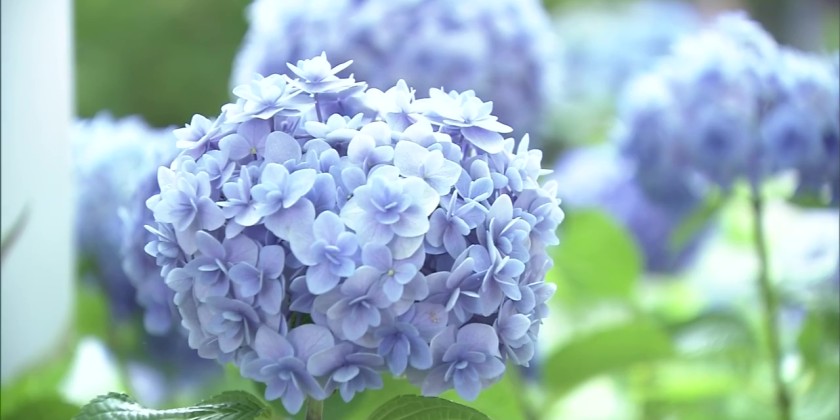 Hydrangea festival opens in western Tokyo
