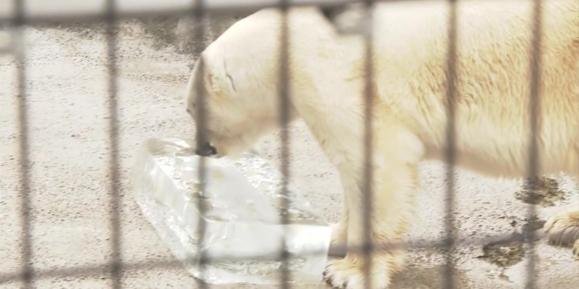 Zoo animals in northern Japan cool off with ice blocks