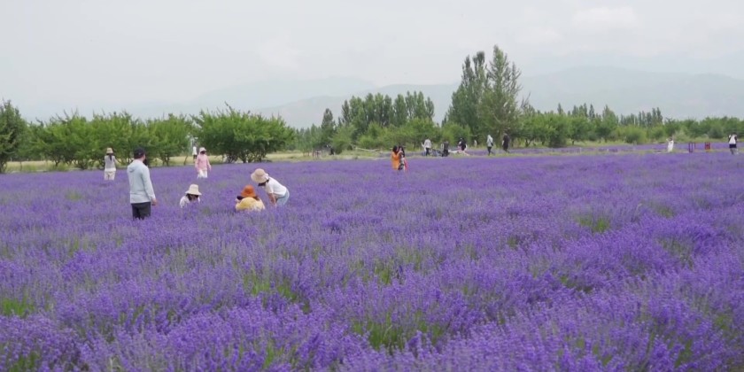 Lavender fields bloom in Xinjiang