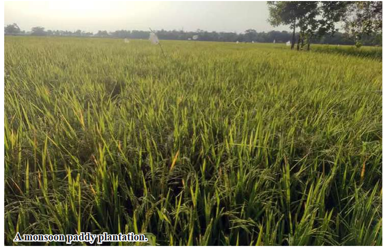 Kanbalu Township to grow more than 140,000 acres of rain-fed paddy this year