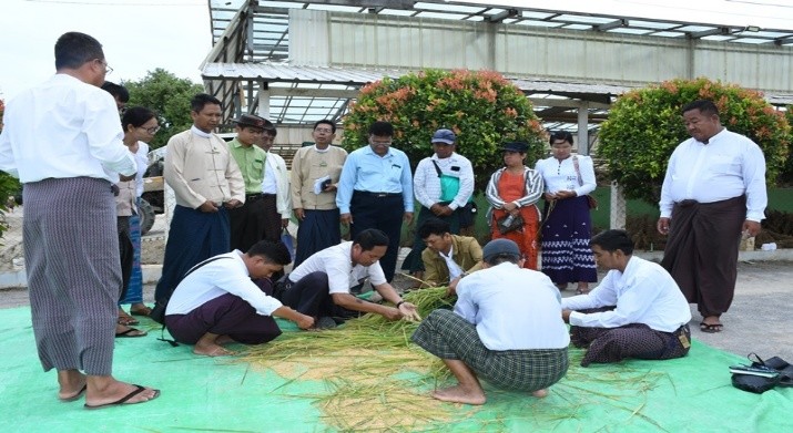 ကျောက်ဆည်မြို့နယ်၌ အောင်နိုင်တိုး နွေစပါး စံကွက်ရိတ်သိမ်း အစို (၁၆၀) တင်းထွက်ရှိ