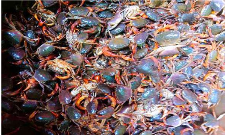 ကျိုုက်လတ်မြို့နယ်မှ ရန်ကုန်ဈေးကွက်သို့ ဇွန်လအတွင်း လယ်ဂဏန်း ပိဿာချိန် ၇၃၀၀၀ ထိ တင်ပို့ရောင်းချနိုင်ခဲ့