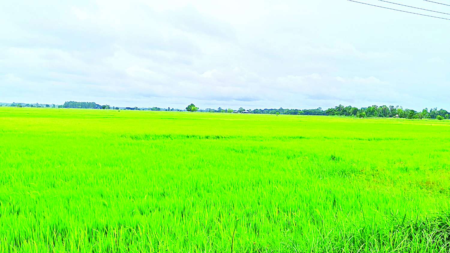 ရွှေတောင်မြို့နယ်၌ မိုးစပါးဧက ၅၈၀၀၀ ကျော် လျာထားစိုက်ပျိုးမည်