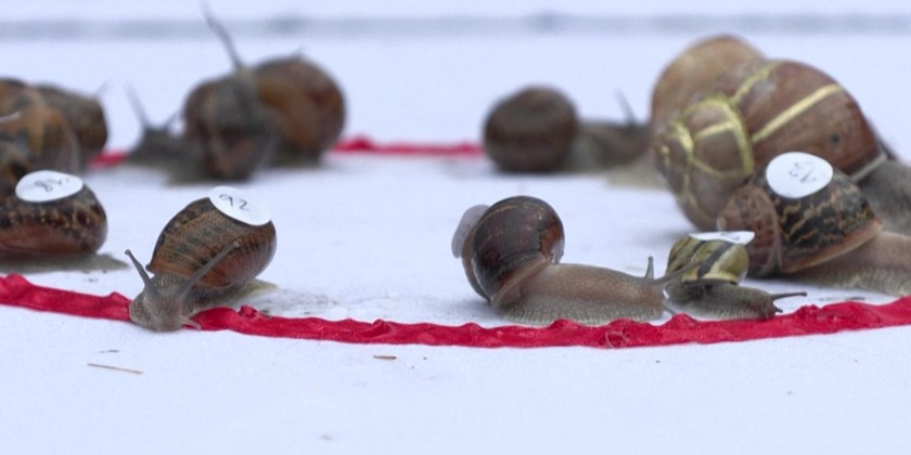 Ready. Steady. Slow: UK village hosts World Snail Racing Championships