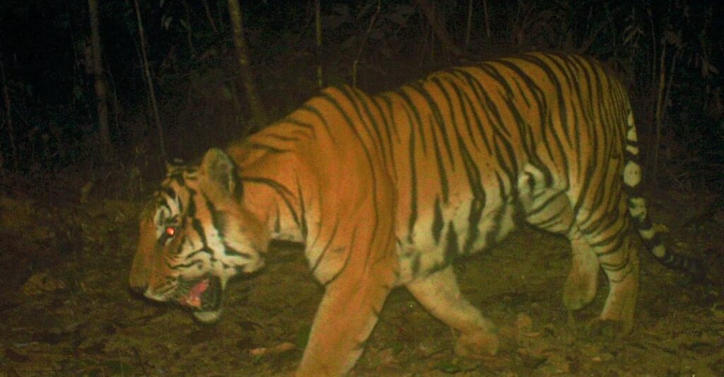 Myanmar-Russia Tiger Conservation stamps released