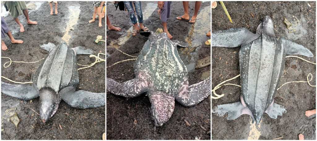 Critically endangered turtle rescued from fishing net, released in Rakhine