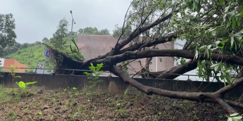 Typhoon Wipha uproots trees in Hong Kong