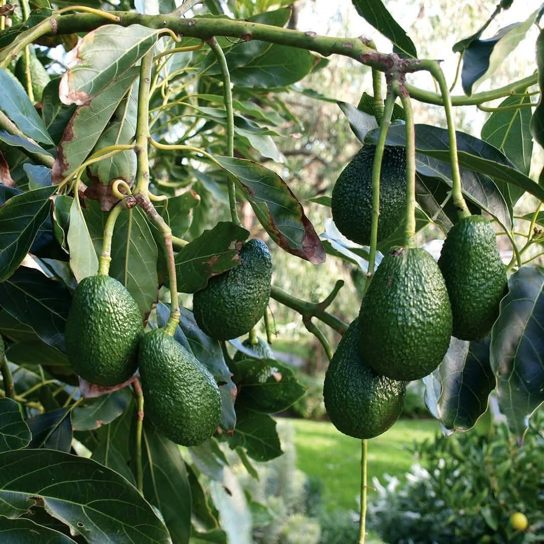 Joint efforts needed for avocado exports to China in Oct