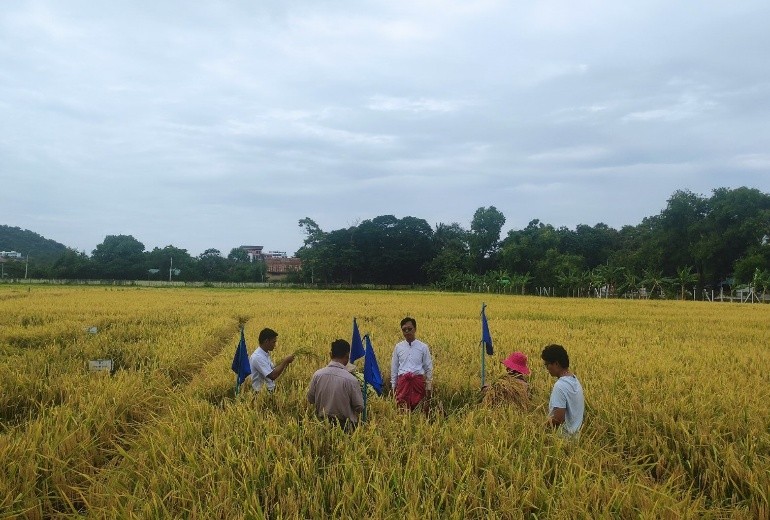 ကျောက်ဆည်မြို့နယ်၌ တိုက်နယ်(၄)ခုတွင် နွေစပါး(၃၆၁၂) ဧက ရိတ်သိမ်းရာ (၄၁၈၉၃၅)တင်းထွက်ရှိ