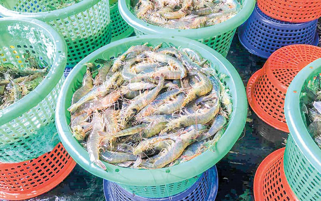 Shrimp exports reach almost 2,000 MT in Q1