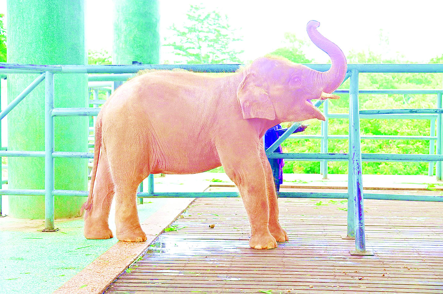 ၂၀၂၂ ခုနှစ်တွင် ပေါ်ထွန်းလာသော ဆင်ဖြူတော်ကလေး “ရဋ္ဌနန္ဒက” မိခင်ဆင်မကြီးနှင့်အတူ ကျန်းမာပျော်ရွှင်လျက်ရှိ