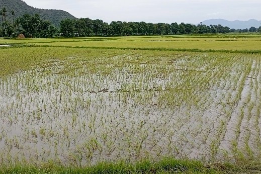 ကျောက်ဆည်မြို့နယ်၌ မိုးစပါး(၁၉၆၅၀)ဧက စိုက်ပျိုးပြီးဖြစ်