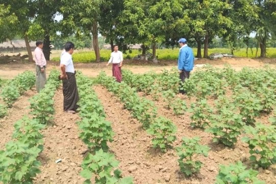 ရဲဘော်ကြီးကျေးရွာတွင် စိုက်ပျိုးထားသော ချည်မျှင်ရှည်ဝါသီးနှံစိုက်ခင်းများ အောင်မြင်ဖြစ်ထွန်း