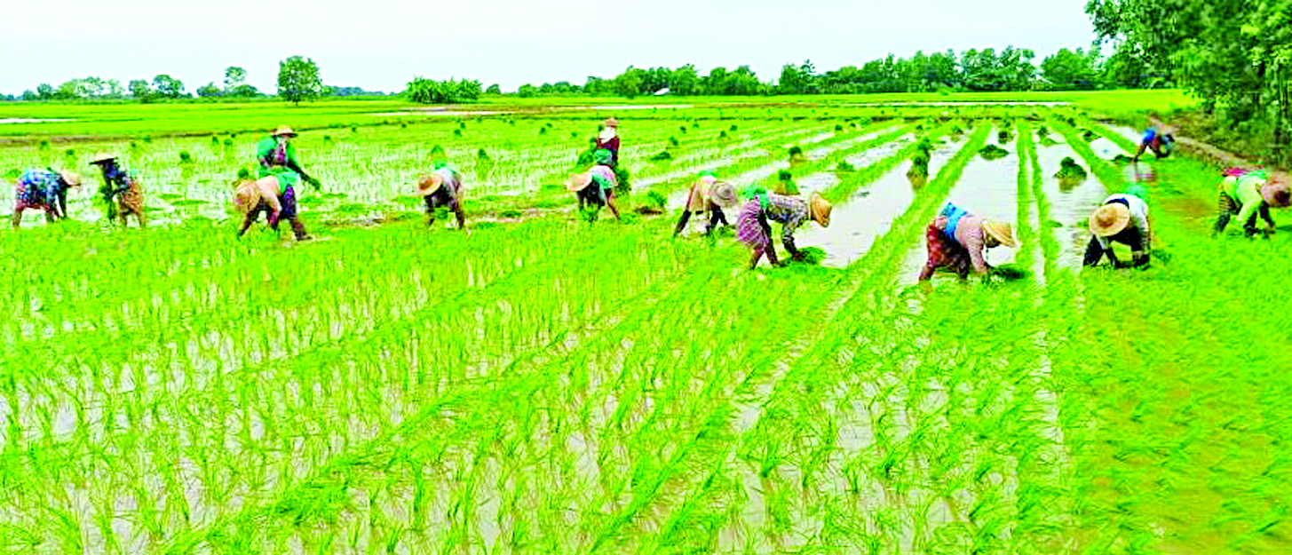 ရန်ကုန်တိုင်းဒေသကြီးအတွင်း မိုးစပါးဧက ၁၁ သိန်းကျော် စိုက်ပျိုးရန်လျာထားပြီး ၁၀ သိန်းကျော် စိုက်ပျိုးပြီးဖြစ်