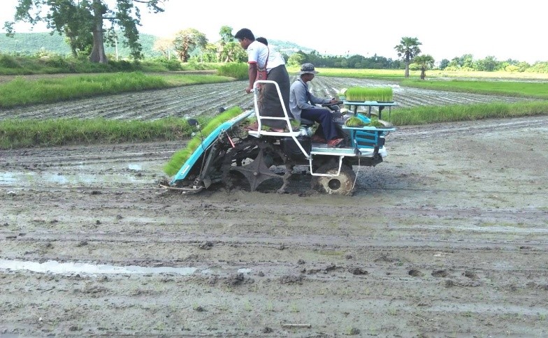 ကျောက်ဆည်မြို့၌ ၂၀၂၅-၂၀၂၆ ခုနှစ် မိုးစပါး(၄၂၆၄၇)ဧက စိုက်ပျိုးပြီးဖြစ်