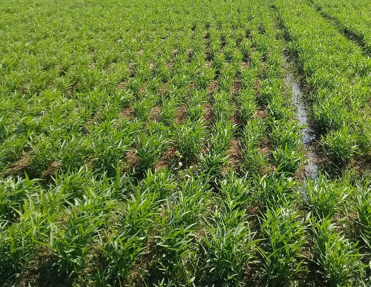 ကျောက်ဆည်မြို့နယ် သင်းတွဲစိုက်ပျိုးရေးနည်းပညာပေးရှေ့တန်းစခန်း၌  မိုးသီးနှံစုံ(၃၉၈၀)ဧက စိုက်ပျိုးပြီးဖြစ်