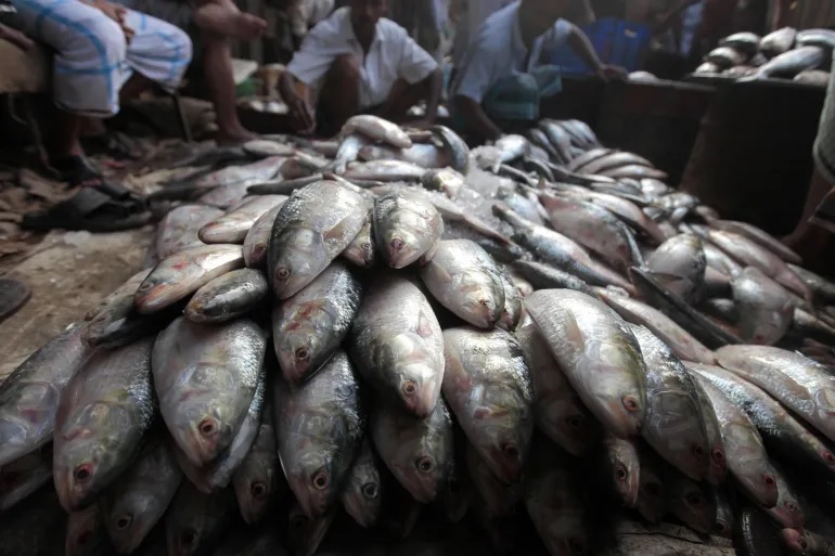 Myanmar hilsa targets Indian market