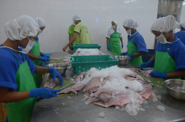 Female workers processing seafood at a cold storage facility.
