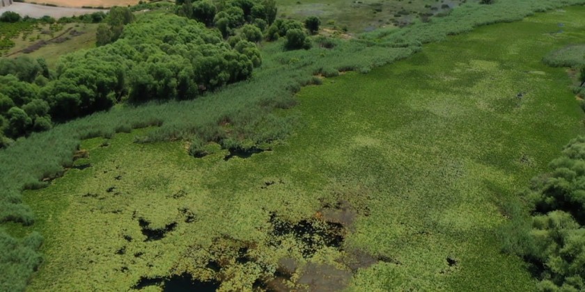 Kırkgöz Lake transforms into a sea of water lilies