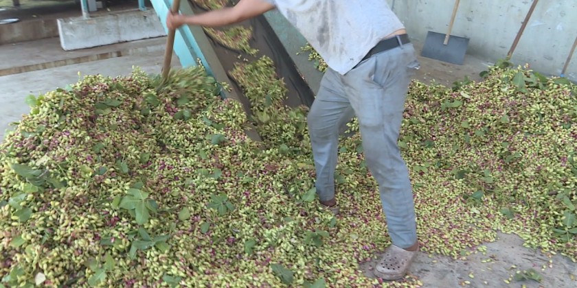 Pistachio Exports Hit All-Time Record