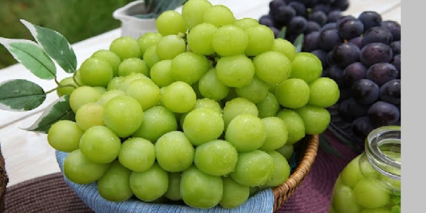 Premium grapes shipping from central Japan