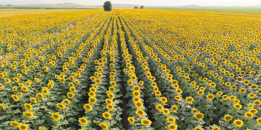 In southern Turkiye, sunflower harvest season has begun