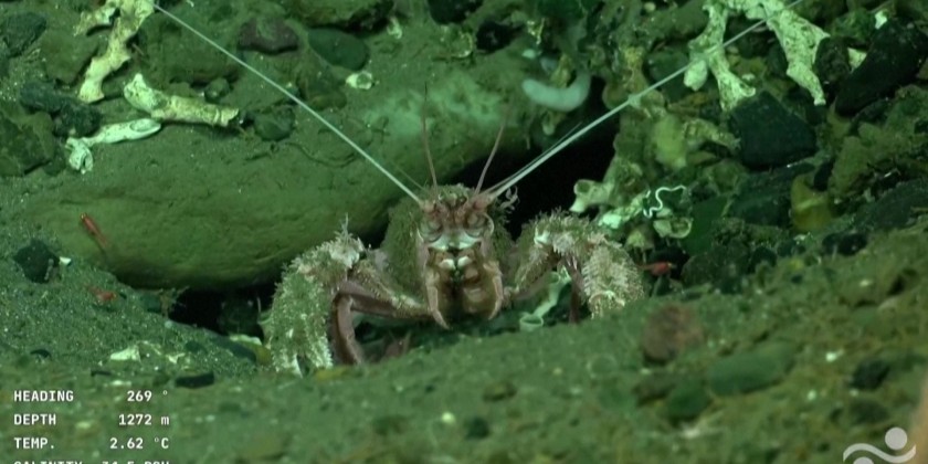 Underwater robot live stream captivates Argentines