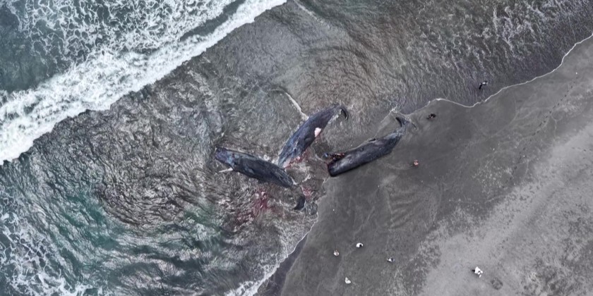Curious locals gather to examine beached whales in Japan