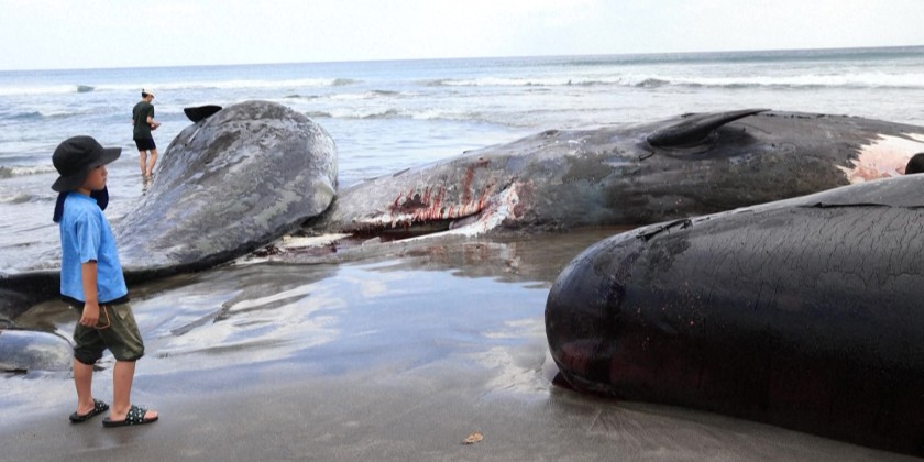 Curious locals gather to examine beached whales in Japan