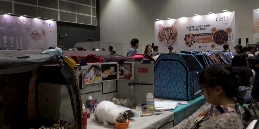 From beauty contests to premium pet food, thousands attend Hong Kong cat expo