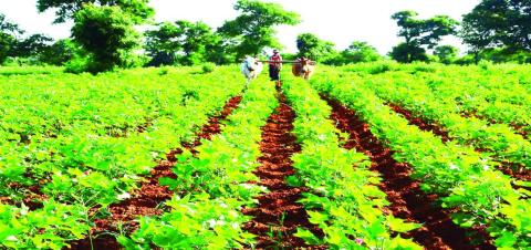 အယ်လ်နီညိုရာသီနှင့် ဝါစိုက်ပျိုးထုတ်လုပ်မှု