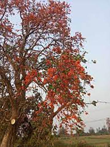 တပို့တွဲလရာသီနှင့် ဆေးဖက်ဝင်ပေါက်ပန်း