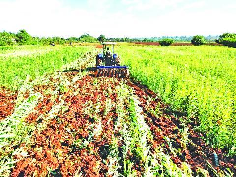 ပိုက်ဆန်လျှော် သစ်စိမ်းမြေဩဇာ အကြောင်း သိကောင်းစရာများ