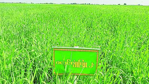 အသေးစား အငယ်စားနှင့် အလတ်စား(MSME)လုပ်ငန်းများ အားပြုစရာ ဂျုံသီးနှံ