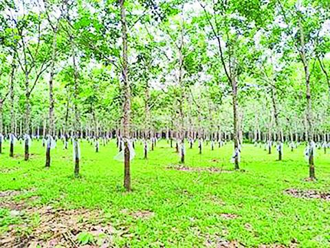 ဝင်ငွေတိုးစေဖို့ ရော်ဘာတိုးချဲ့စိုက်ကြပါစို့