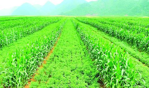သဘာဝဝန်းကျင်မပျက်စိုက်ပျိုးရေးမှသည် ရေရှည်တည်တံ့သောစိုက်ပျိုးရေးဆီသို့