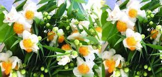 တန်ခူးလရာသီပန်းများနှင့် ကျန်းမာရေး