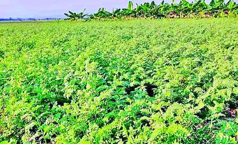 တောင်သူဝင်ငွေတိုး၍ လူနေမှုဘဝမြင့်စေဖို့ ကုလားပဲစိုက်ပျိုးထုတ်လုပ်မှုကိုမြှင့်တင်စို့