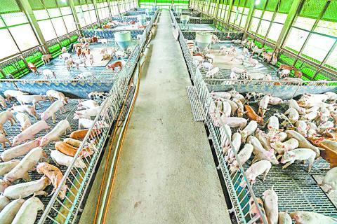 ဝက်သားတိုးမြှင့်ထုတ်လုပ်ဖို့ ကောင်းမွန်သောမွေးမြူရေးကျင့်စဉ်နှင့်အညီ မွေးမြူစို့