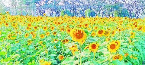 မြေကြီးမှရွှေသီးစေဖို့ နေကြာသီးနှံစိုက်ပျိုးကြပါစို့